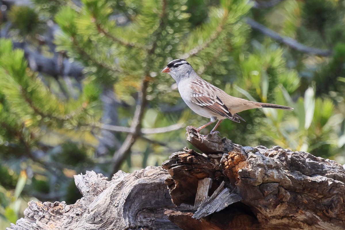 White-crowned Sparrow - ML644124744