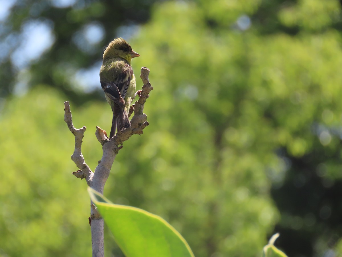 Lesser Goldfinch - ML644124745