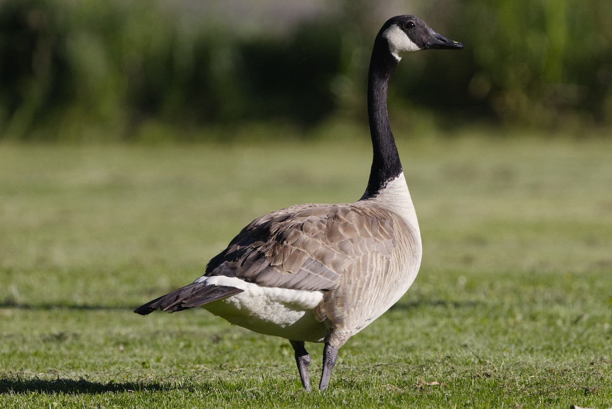 Canada Goose - ML644124755