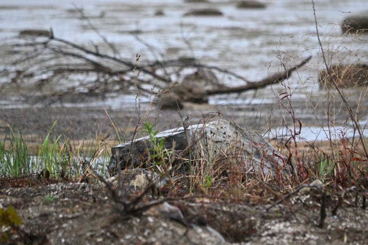 White-crowned Sparrow (Dark-lored) - ML644124760