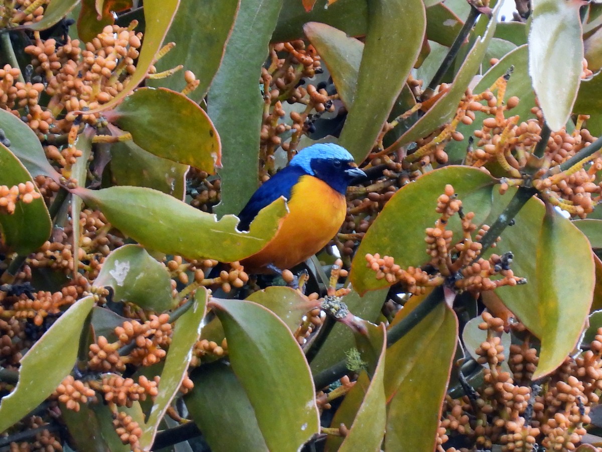 ルリゴシサンショクフウキンチョウ - ML644124762