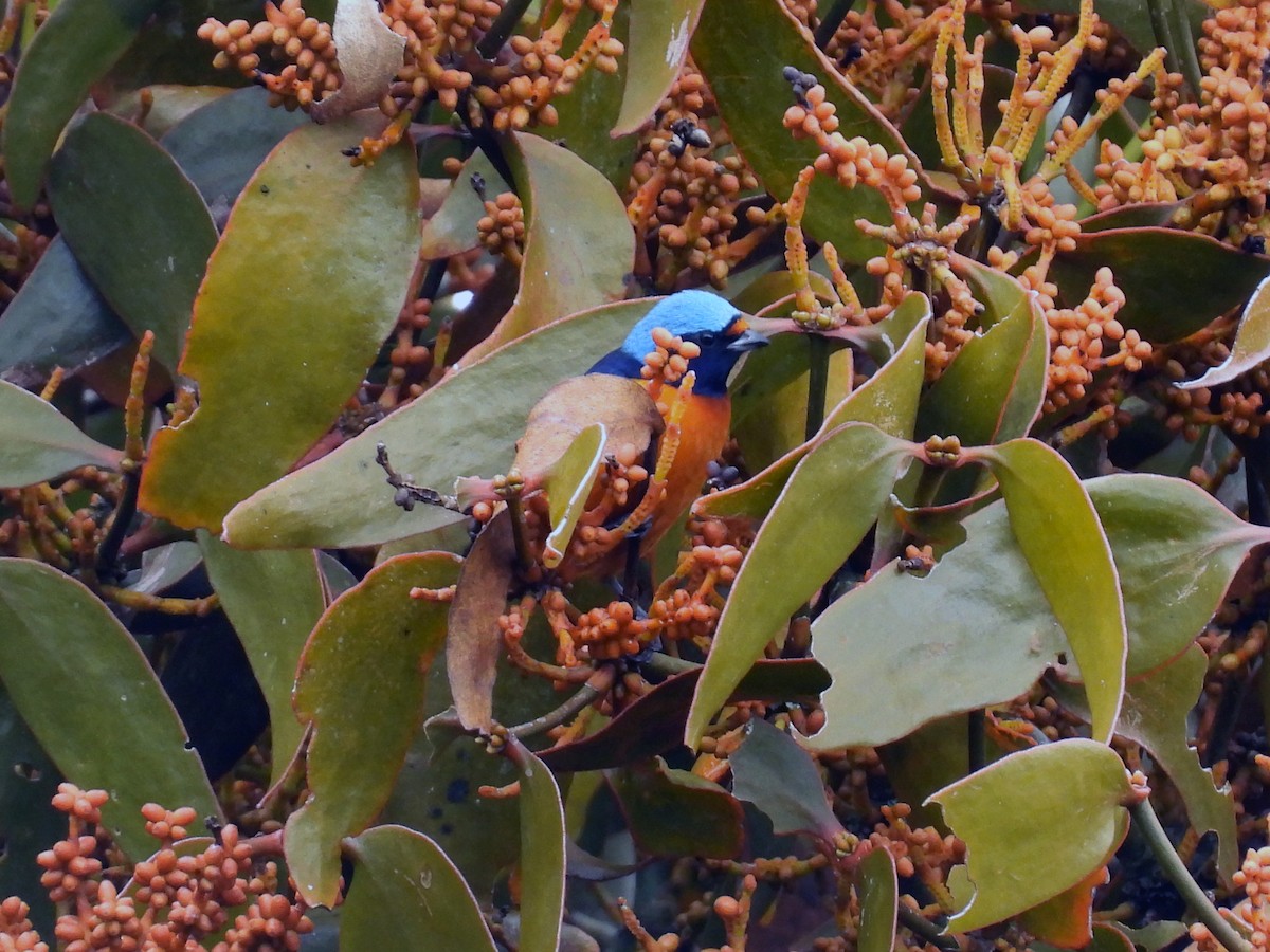 ルリゴシサンショクフウキンチョウ - ML644124764