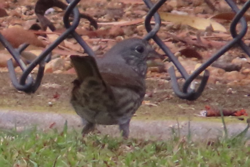 Tilki Renkli Serçe - ML644124766