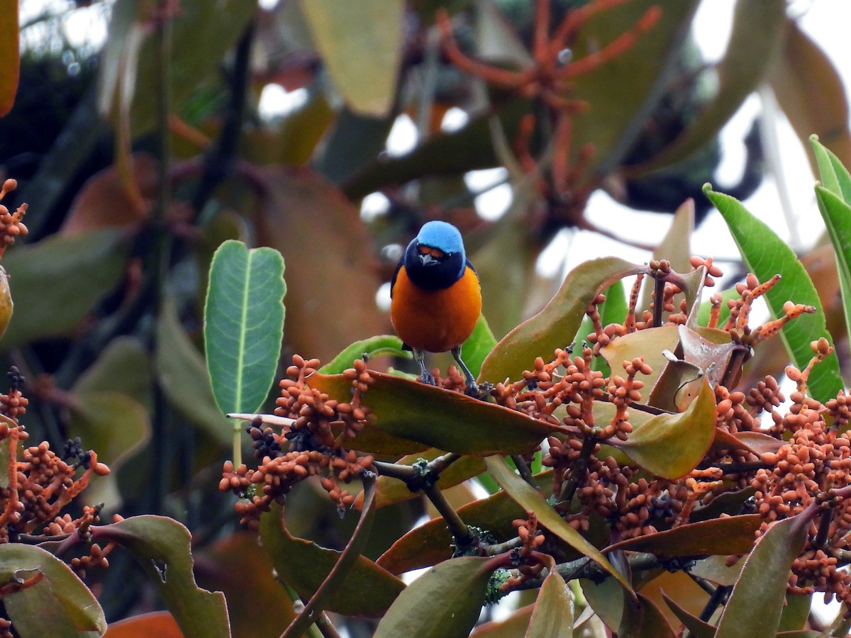 ルリゴシサンショクフウキンチョウ - ML644124767