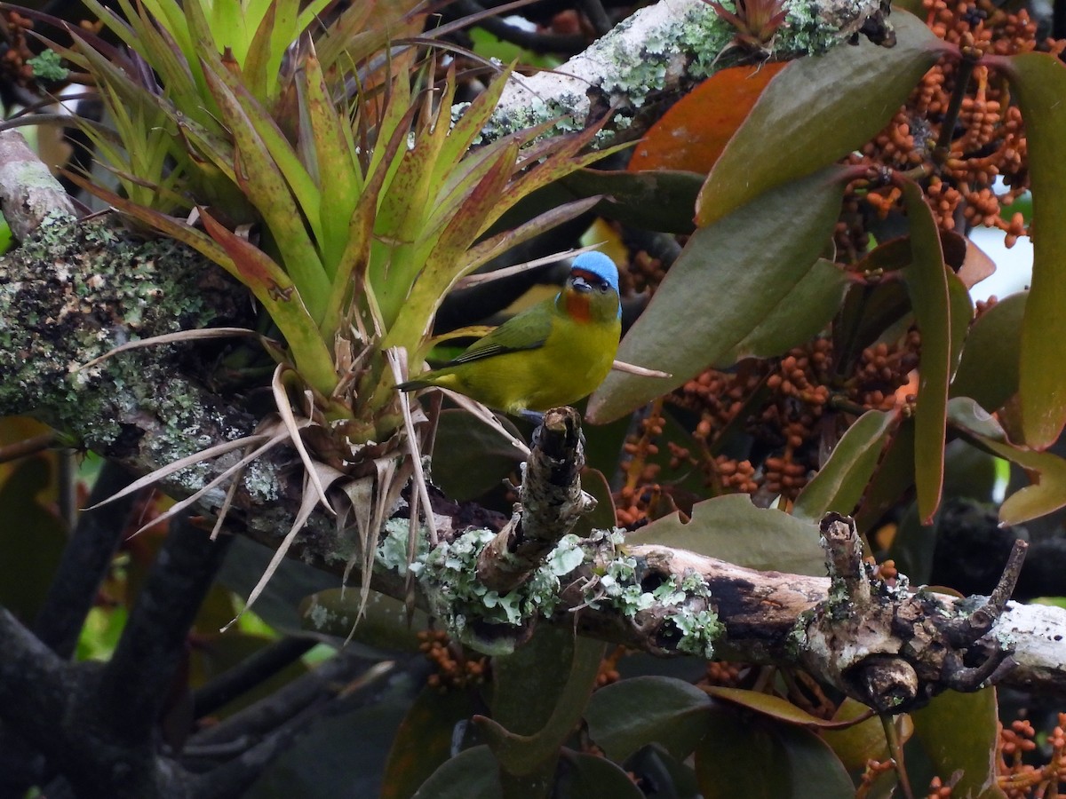 ルリゴシサンショクフウキンチョウ - ML644124771