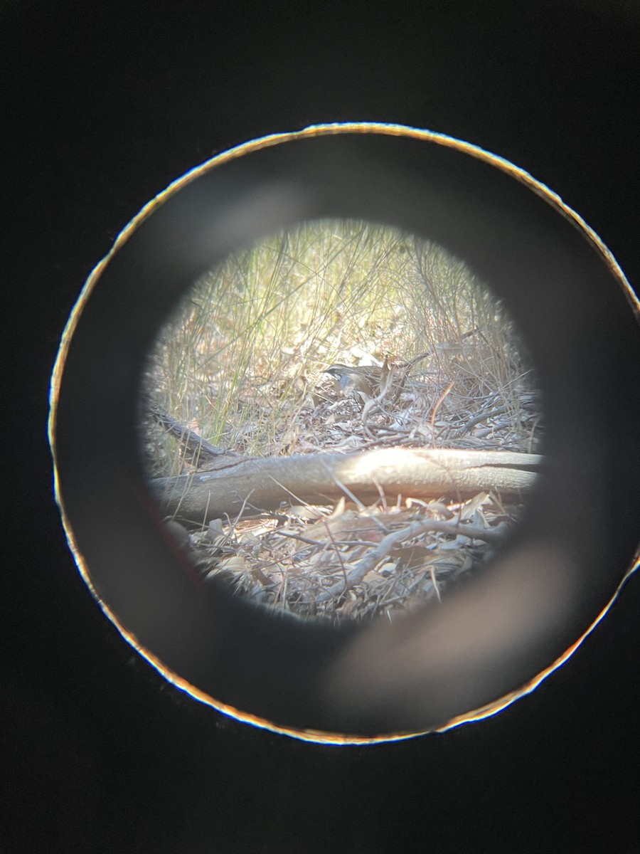 Spotted Quail-thrush - ML644124772