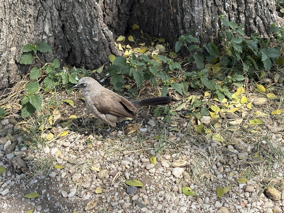 Black-lored Babbler - ML644124773