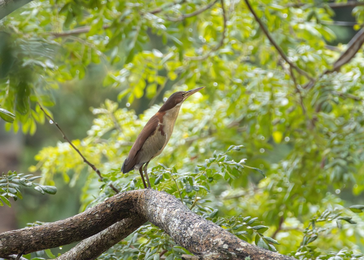 Schrenck's Bittern - ML644124775