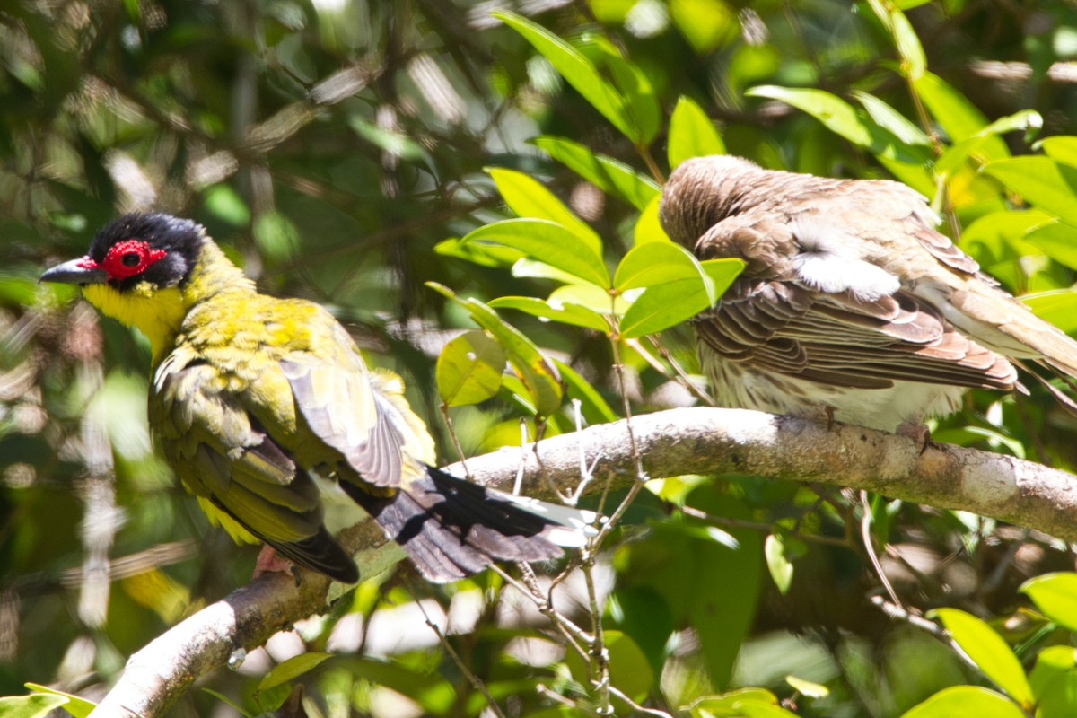Australasian Figbird - ML644124784