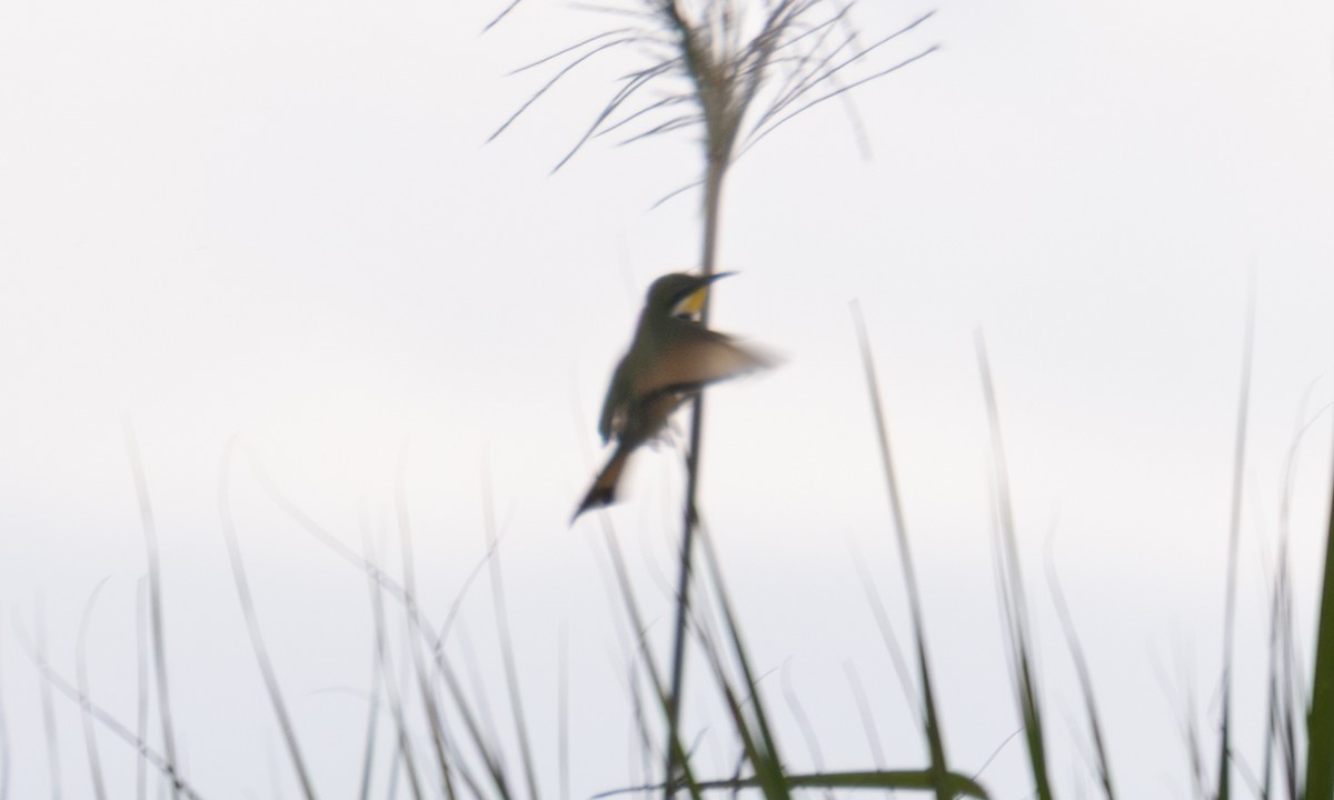 Blue-breasted Bee-eater - ML644124798