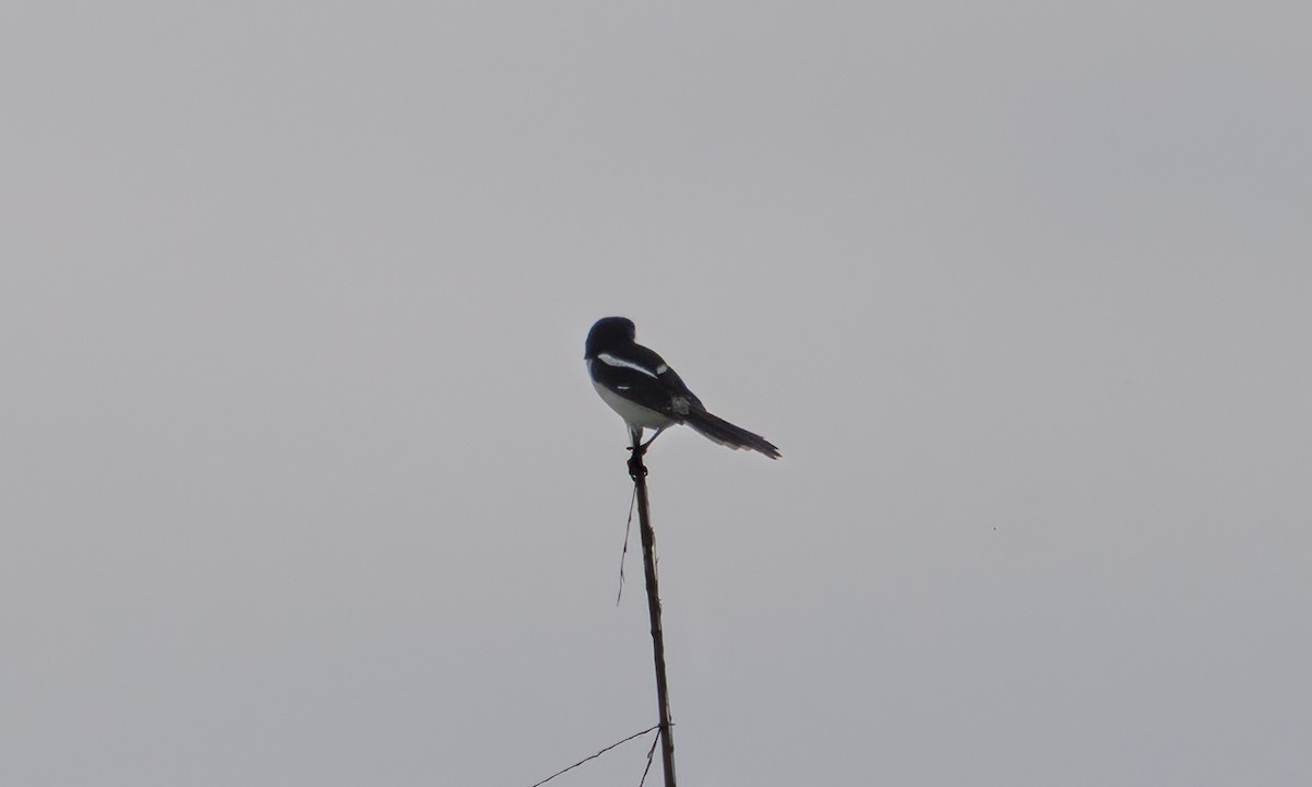 Northern Fiscal - ML644124800