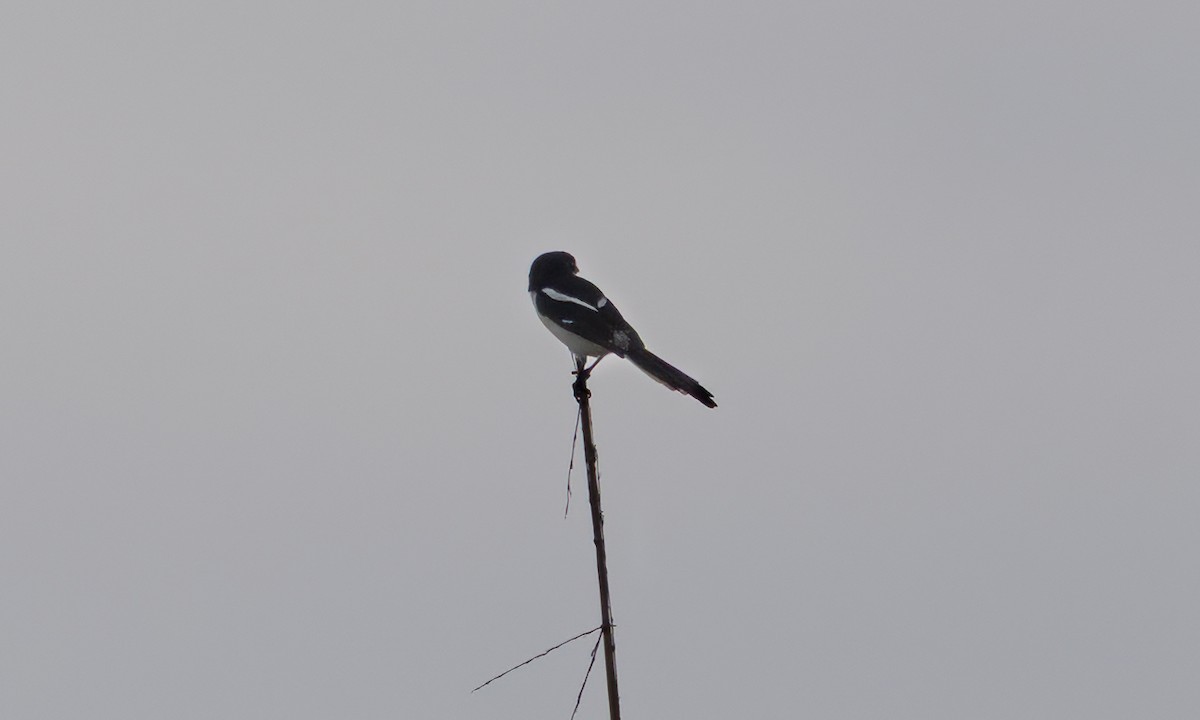 Northern Fiscal - ML644124801