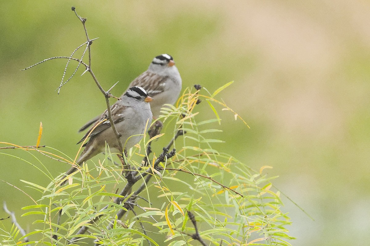 White-crowned Sparrow - ML644124807