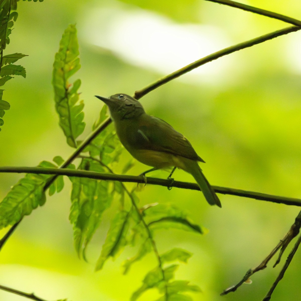 Habia à gorge rouge - ML644124812
