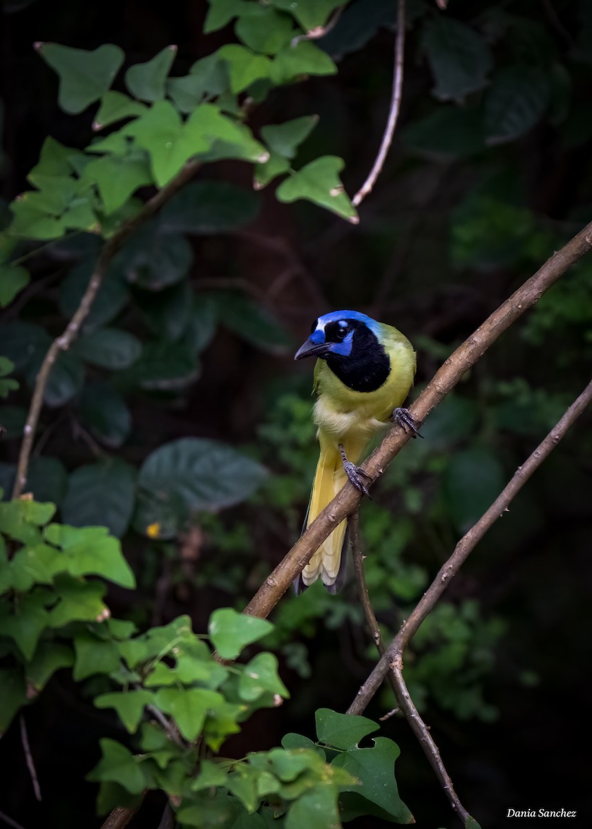Green Jay - ML644124831