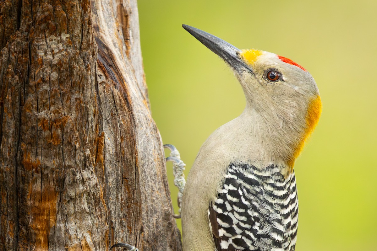 Golden-fronted Woodpecker - ML644124833