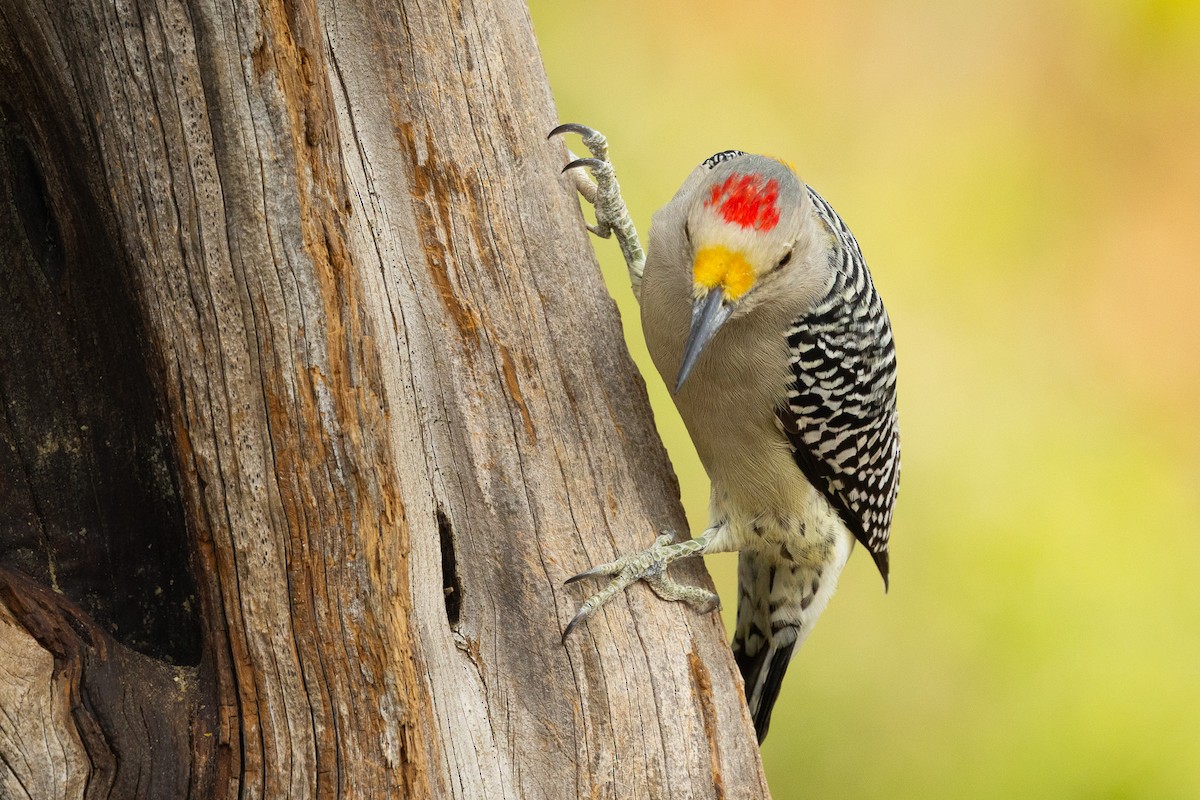 Golden-fronted Woodpecker - ML644124834