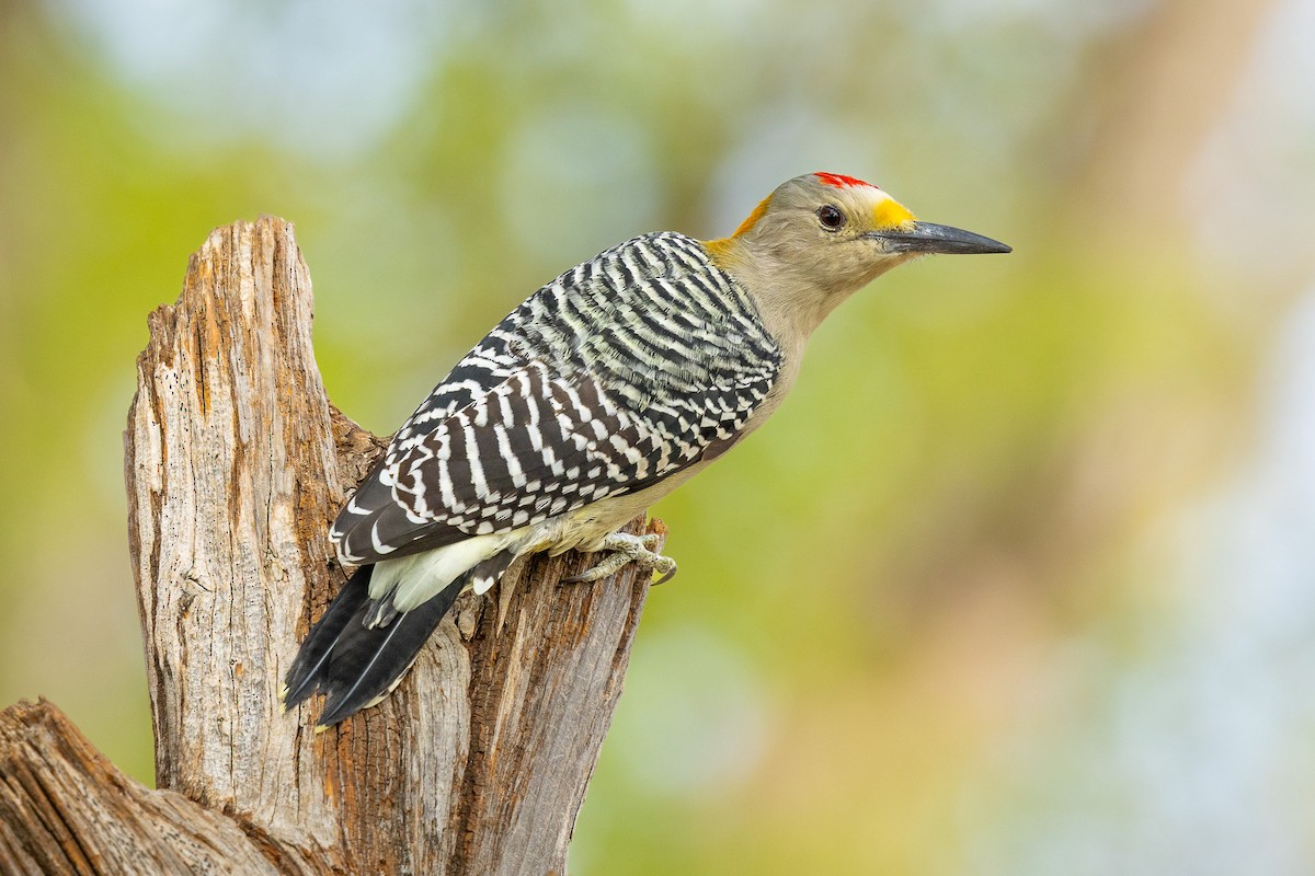 Golden-fronted Woodpecker - ML644124835