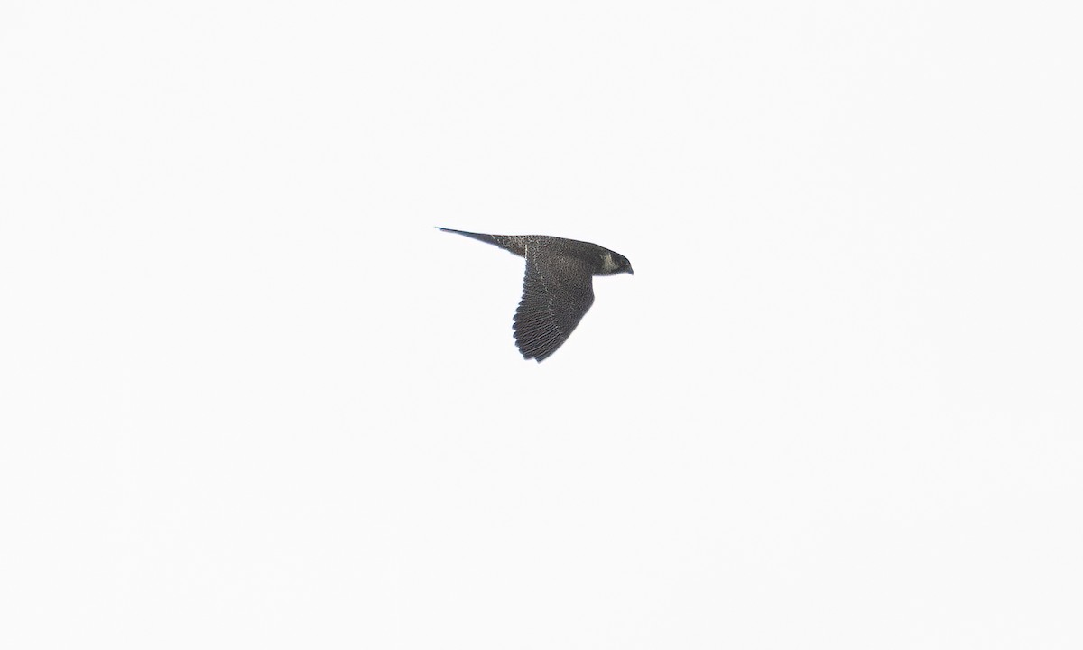 Eurasian Hobby - ML644124839