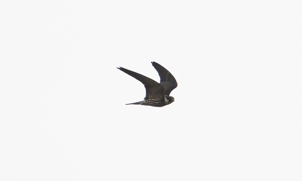 Eurasian Hobby - ML644124840