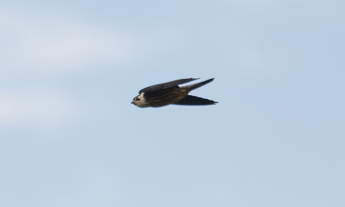 Eurasian Hobby - ML644124841