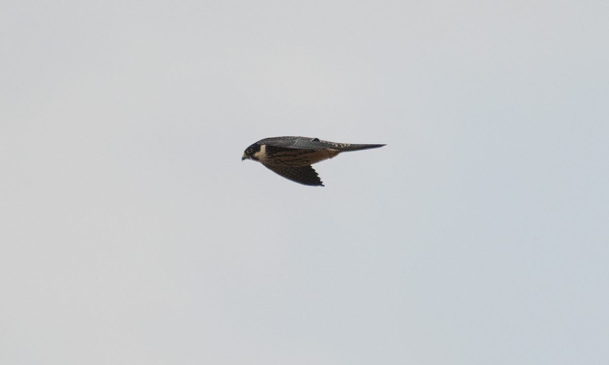 Eurasian Hobby - ML644124842