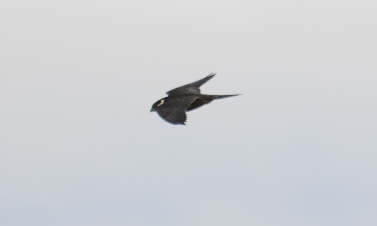 Eurasian Hobby - ML644124843