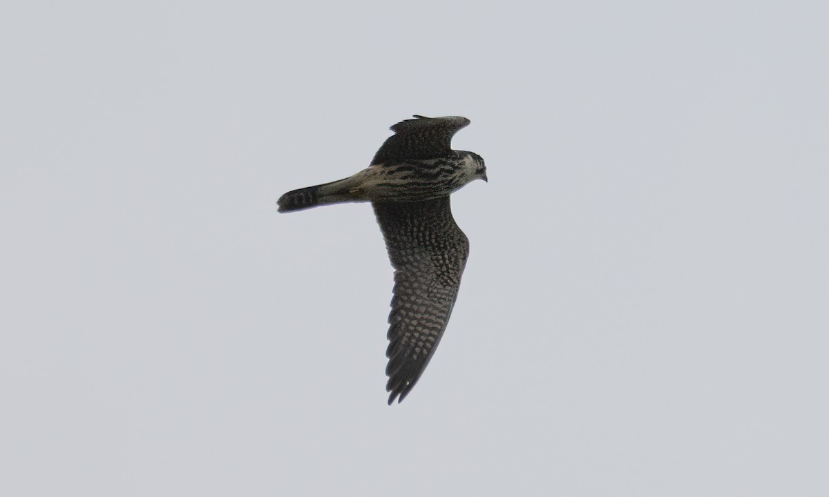 Eurasian Hobby - ML644124844