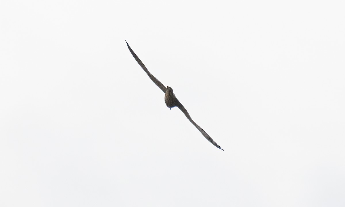 Eurasian Hobby - ML644124845