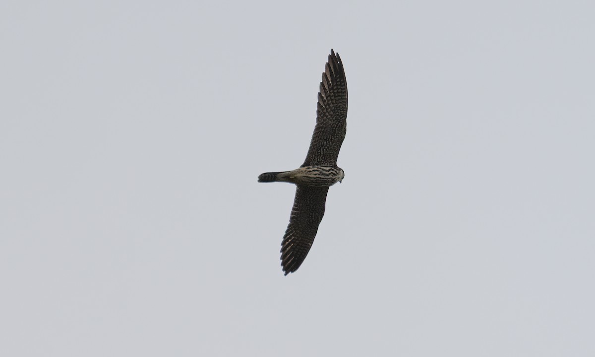 Eurasian Hobby - ML644124846