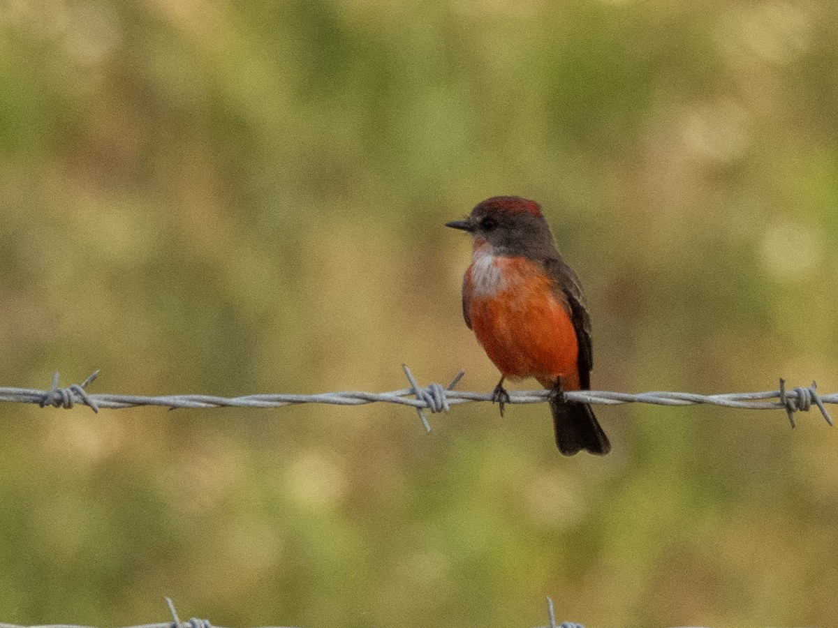 Vermilion Flycatcher - ML644124867