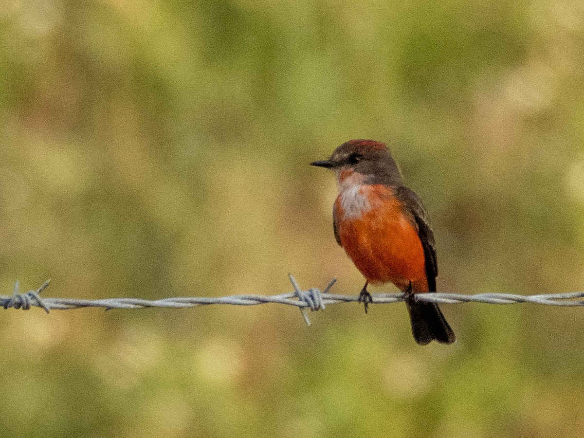 Vermilion Flycatcher - ML644124868