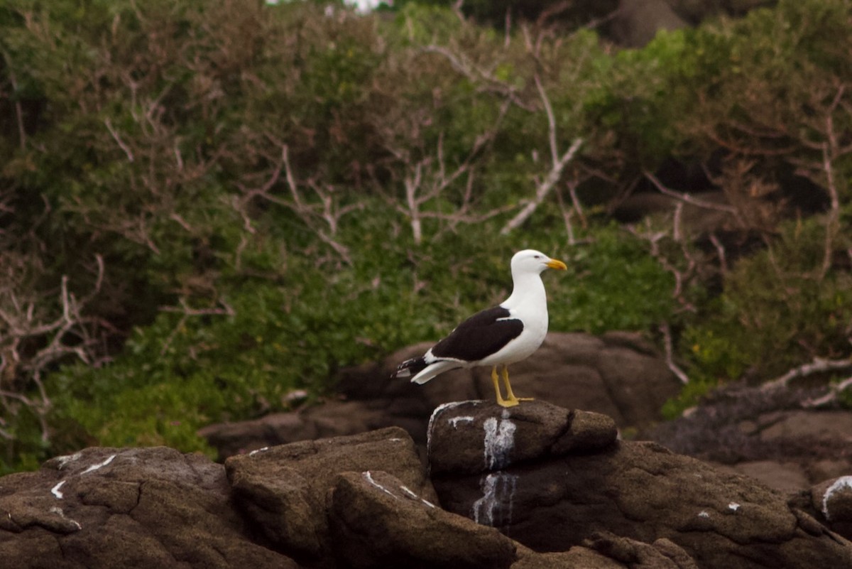 Kelp Gull - ML644124889