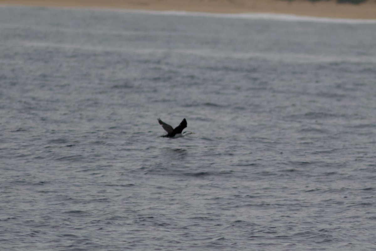 Pied Cormorant - ML644124897