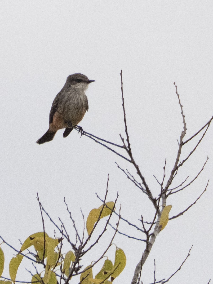 Vermilion Flycatcher - ML644124898