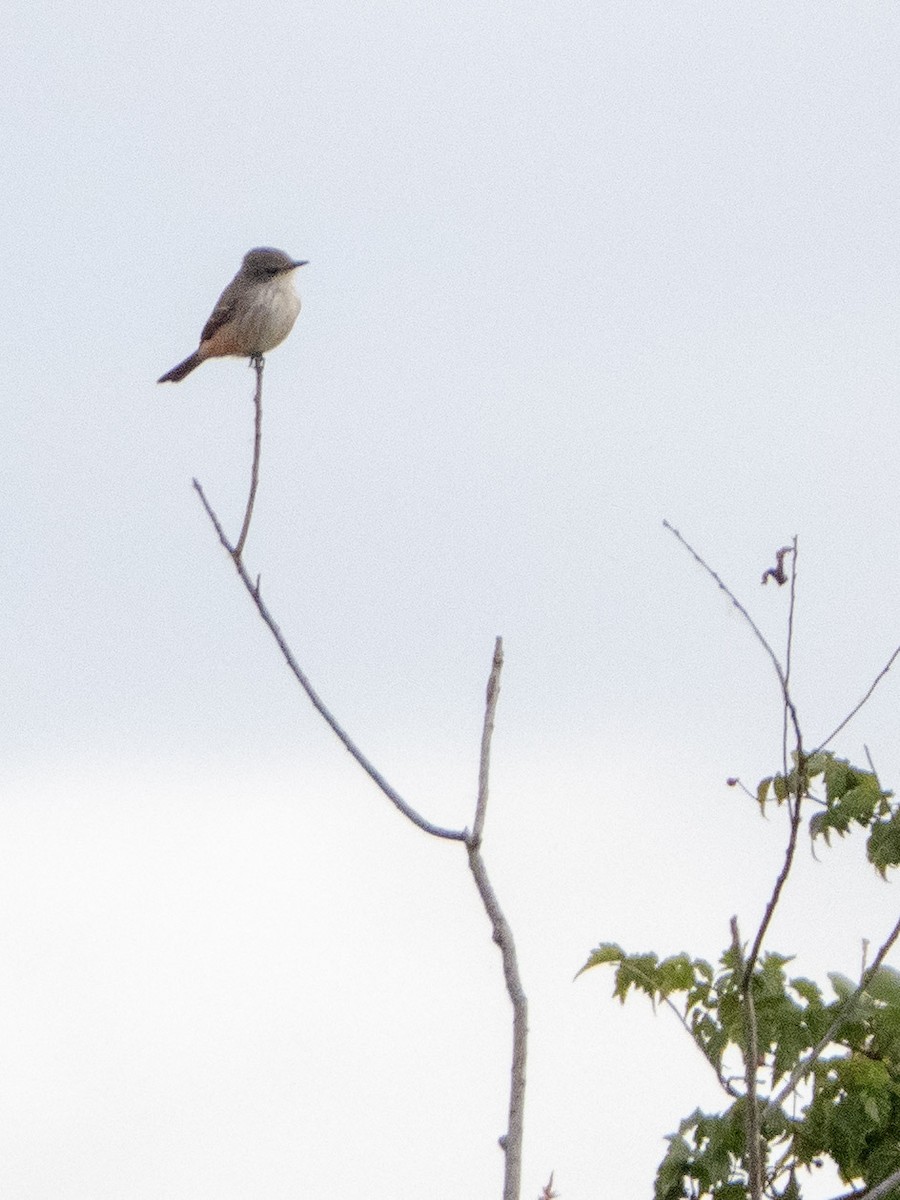 Vermilion Flycatcher - ML644124899