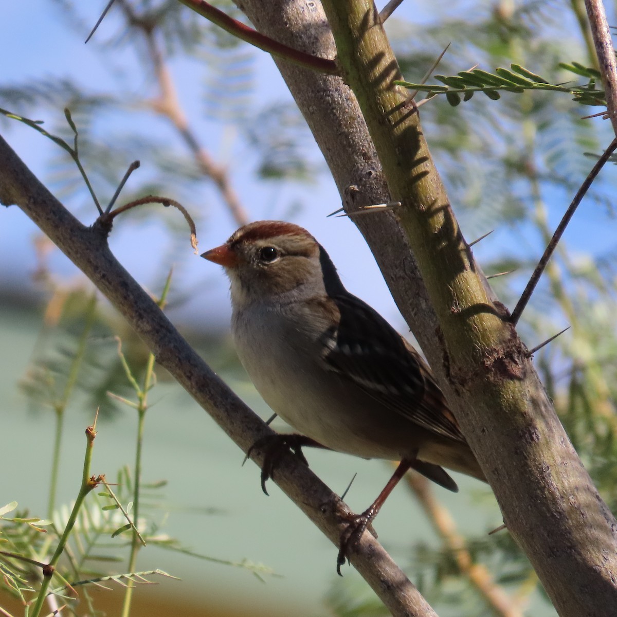 White-crowned Sparrow (Gambel's) - ML644124918