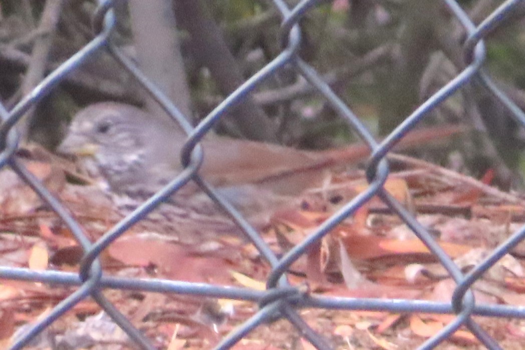 Tilki Renkli Serçe - ML644124919