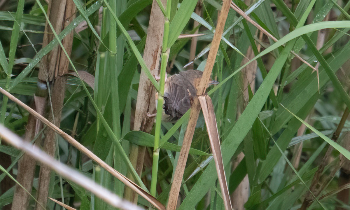 アカガオセッカ - ML644124924