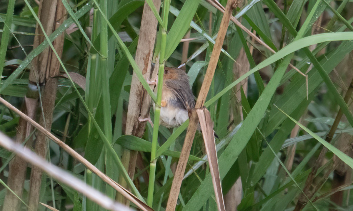 アカガオセッカ - ML644124925