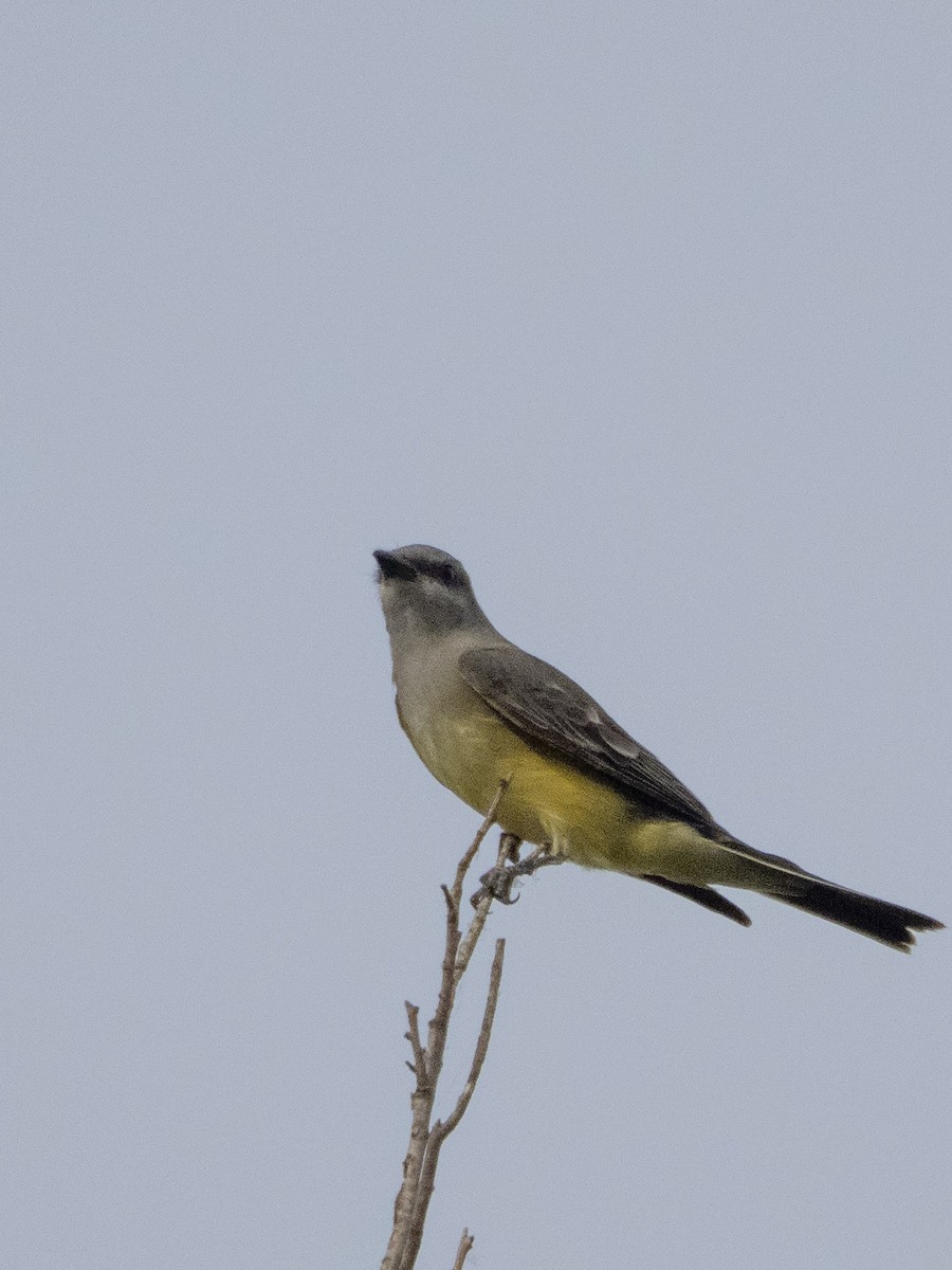Western Kingbird - ML644124926