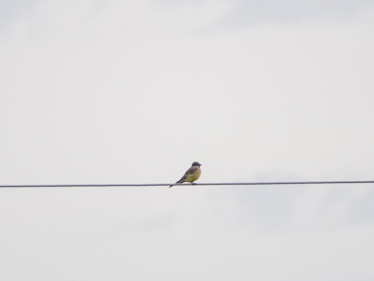 Western Kingbird - ML644124927