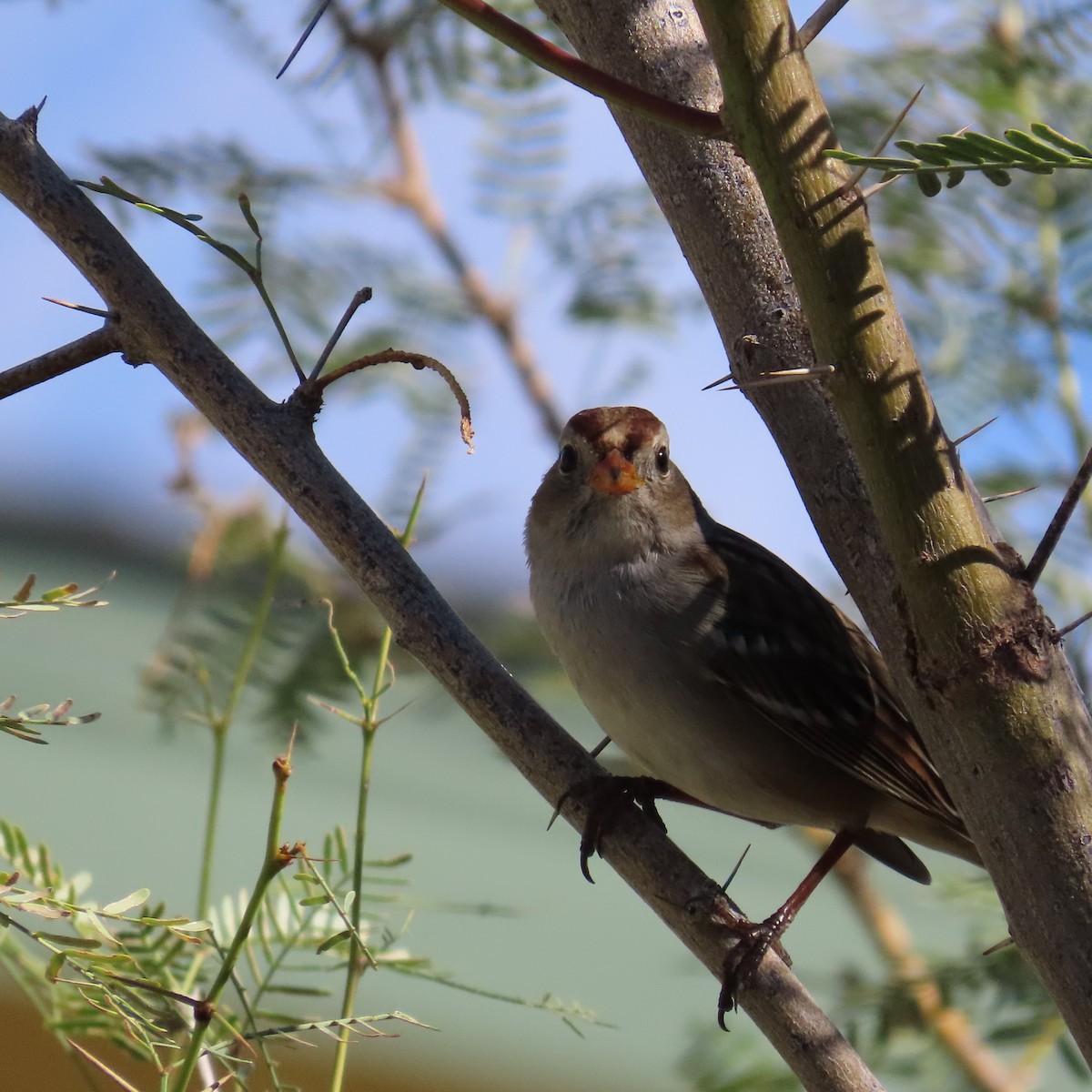 White-crowned Sparrow (Gambel's) - ML644124928