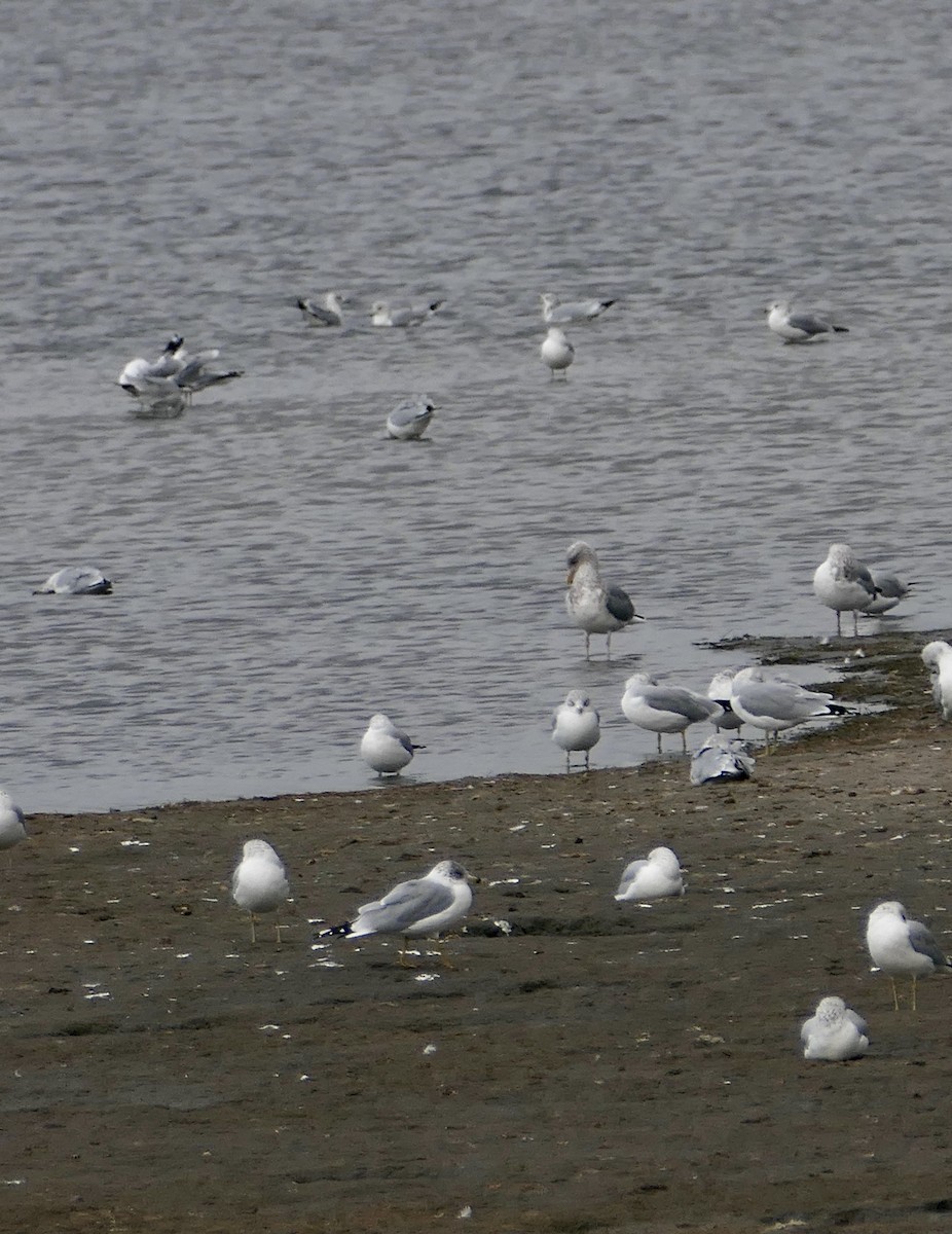 Ring-billed Gull - ML644124936