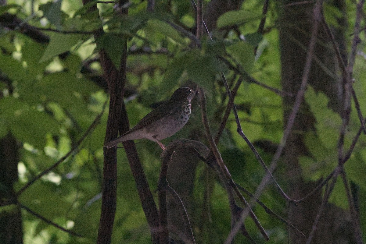 カマドムシクイ - ML644124965