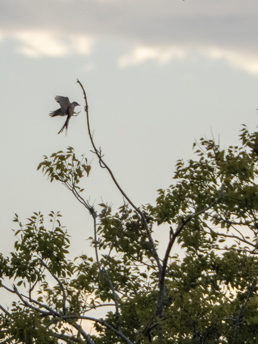 Scissor-tailed Flycatcher - ML644124971