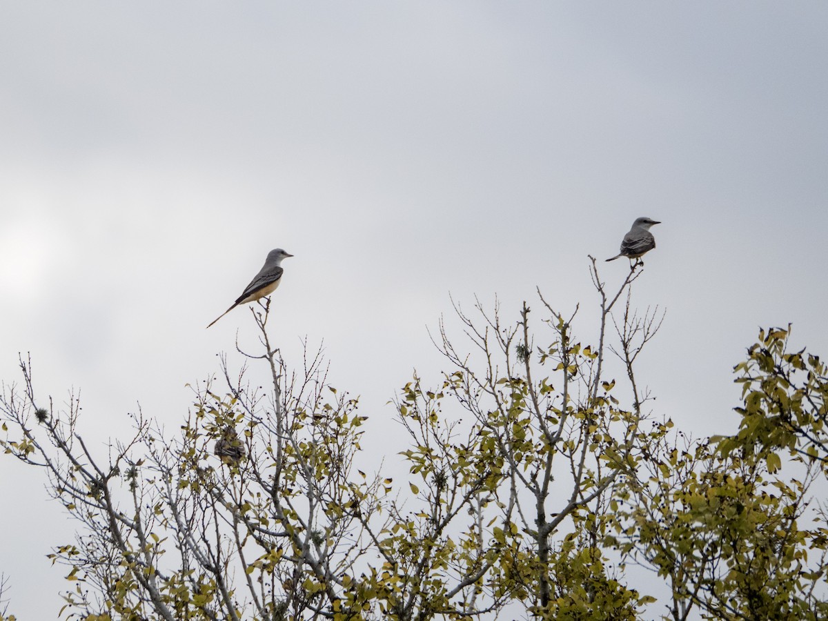 Scissor-tailed Flycatcher - ML644124972
