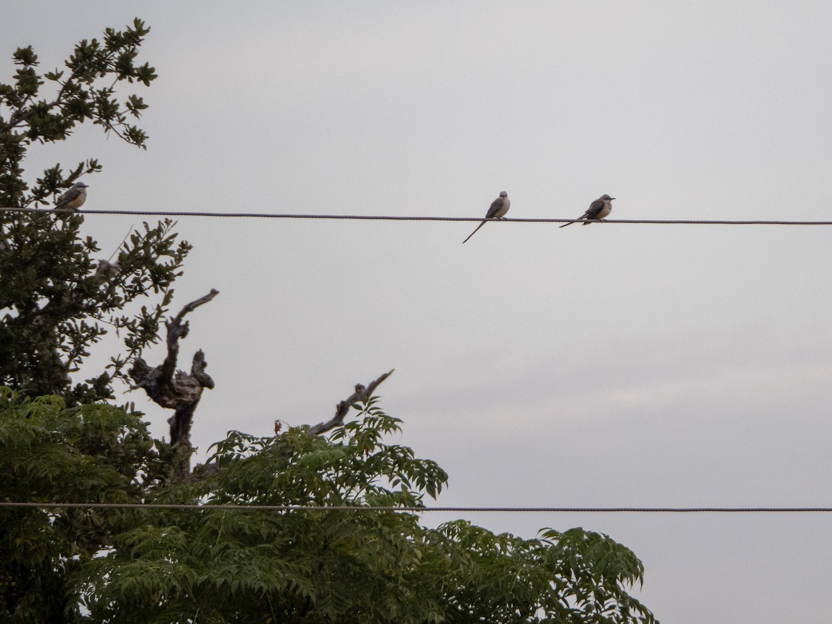 Scissor-tailed Flycatcher - ML644124973