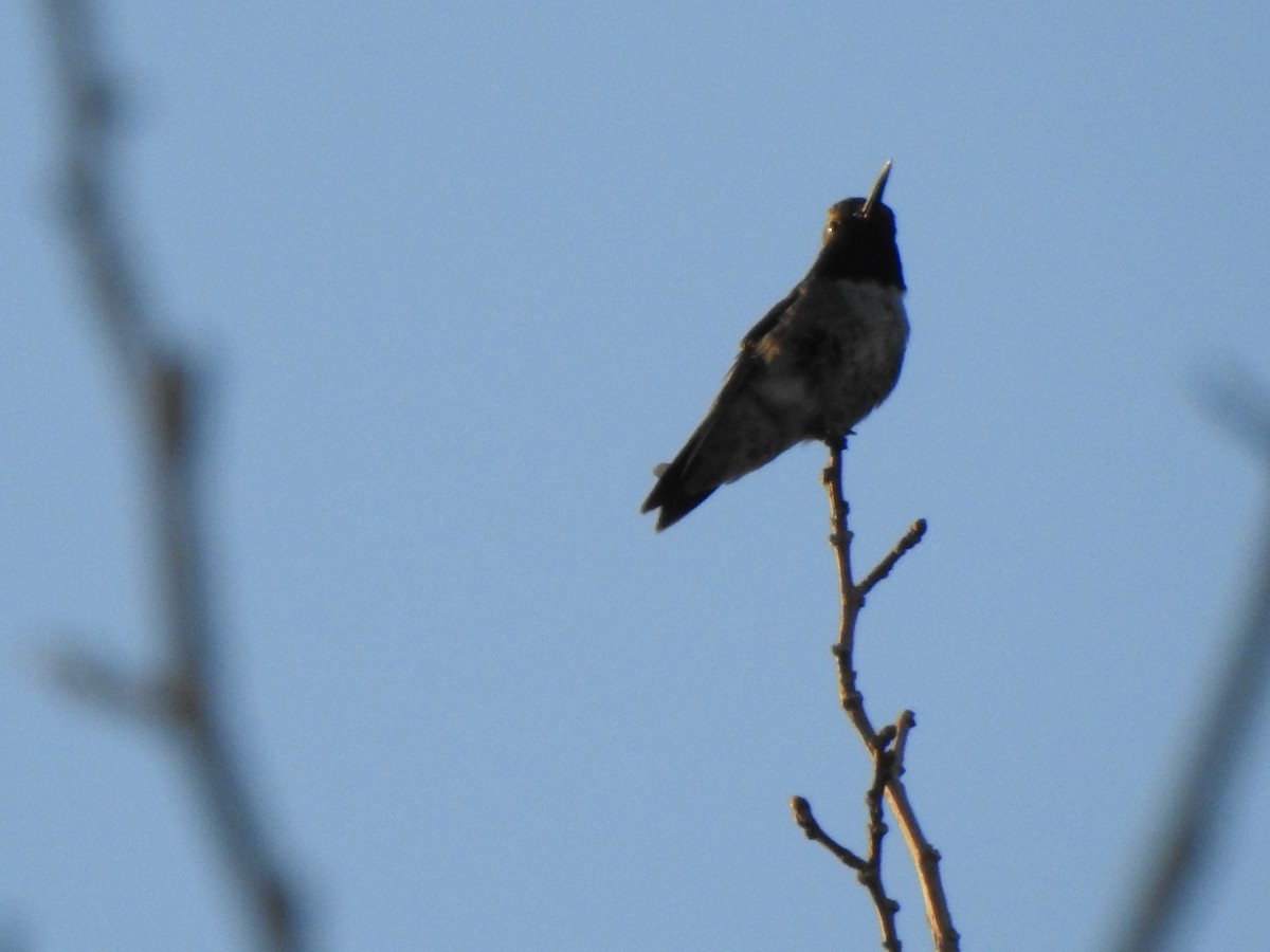 Black-chinned Hummingbird - ML644124981