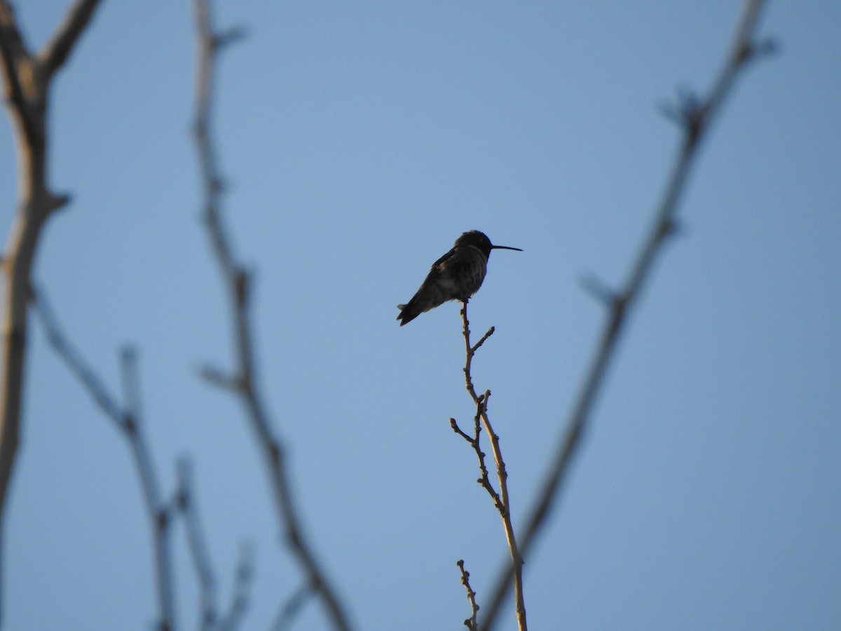 Black-chinned Hummingbird - ML644124982